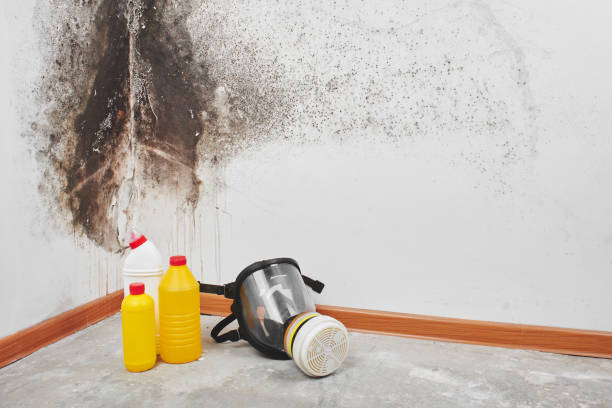 Best Residential Mold Remediation in Eastern Goleta Valley, CA