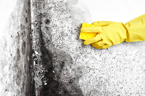 Best Preventive Mold Services in Eastern Goleta Valley, CA