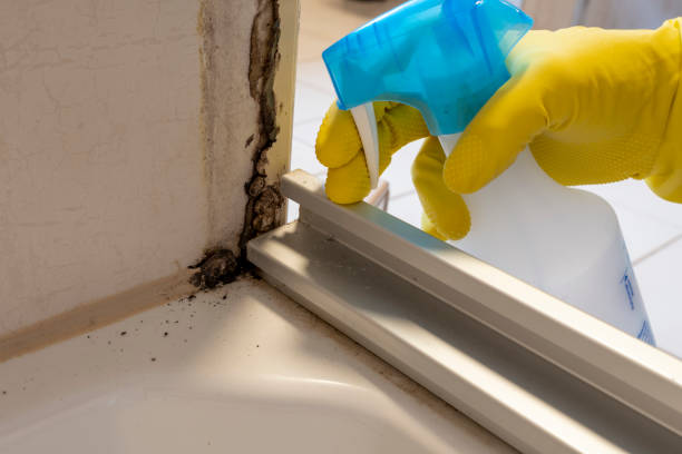 Best DIY Mold Remediation Support Services in Eastern Goleta Valley, CA