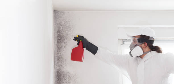Best White Mold Remediation in Eastern Goleta Valley, CA