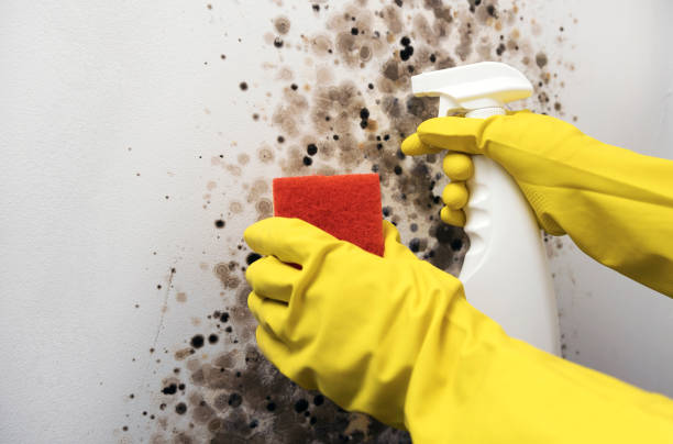 Best Black Mold Remediation in Eastern Goleta Valley, CA
