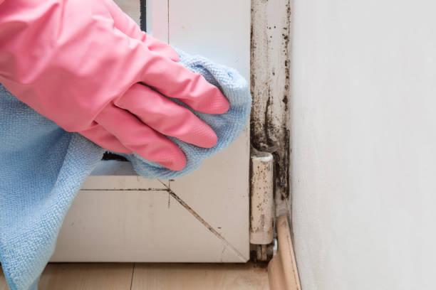 Best Basement Mold Remediation in Eastern Goleta Valley, CA